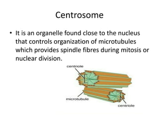 Centrosome
• It is an organelle found close to the nucleus
that controls organization of microtubules
which provides spindle fibres during mitosis or
nuclear division.
 
