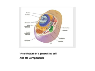 And Its Components
The Structure of a generalized cell
 