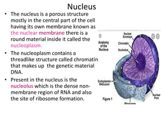 Nucleus
• The nucleus is a porous structure
mostly in the central part of the cell
having its own membrane known as
the nuclear membrane there is a
round material inside it called the
nucleoplasm.
• The nucleoplasm contains a
threadlike structure called chromatin
that makes up the genetic material
DNA.
• Present in the nucleus is the
nucleolus which is the dense non-
membrane region of RNA and also
the site of ribosome formation.
 