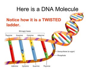 Here is a DNA Molecule
Notice how it is a TWISTED
ladder.

 