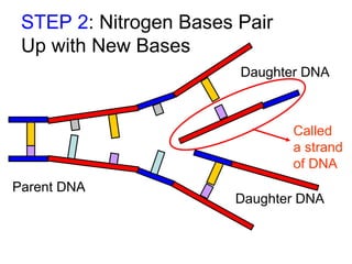 STEP 2: Nitrogen Bases Pair
Up with New Bases
Daughter DNA

Called
a strand
of DNA
Parent DNA

Daughter DNA

 
