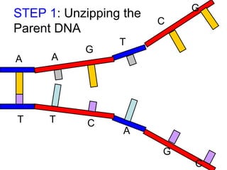 STEP 1: Unzipping the
Parent DNA
A

A

T

T

G

C

G
C

T

A
G
C

 