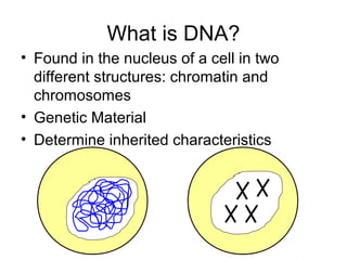 What is DNA?
• Found in the nucleus of a cell in two
different structures: chromatin and
chromosomes
• Genetic Material
• Determine inherited characteristics

 