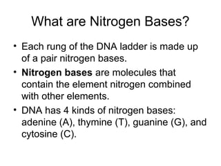 What are Nitrogen Bases?
• Each rung of the DNA ladder is made up
of a pair nitrogen bases.
• Nitrogen bases are molecules that
contain the element nitrogen combined
with other elements.
• DNA has 4 kinds of nitrogen bases:
adenine (A), thymine (T), guanine (G), and
cytosine (C).

 