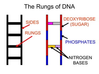 The Rungs of DNA
SIDES

DEOXYRIBOSE
(SUGAR)

RUNGS
PHOSPHATES
NITROGEN
BASES

 