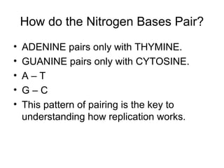 How do the Nitrogen Bases Pair?
•
•
•
•
•

ADENINE pairs only with THYMINE.
GUANINE pairs only with CYTOSINE.
A–T
G–C
This pattern of pairing is the key to
understanding how replication works.

 