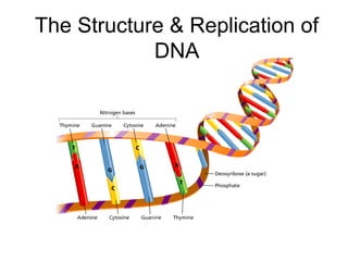 The Structure & Replication of
DNA

 
