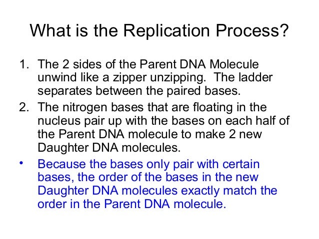 Basics of DNA Replication ladder diagram dna base 