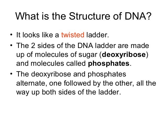 Basics Of Dna Replication