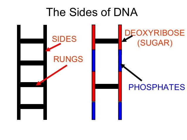 Basics Of Dna Replication