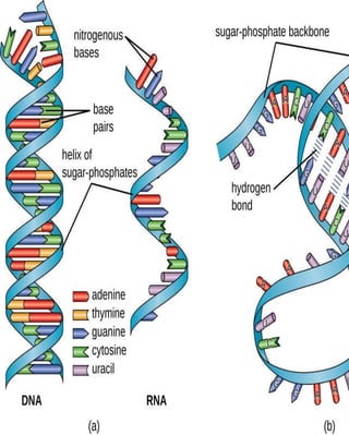 The structures of DNA & RNA | PPTX
