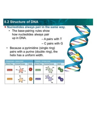 The structures of DNA & RNA | PPTX