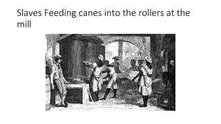 Slaves Feeding canes into the rollers at the
mill
 