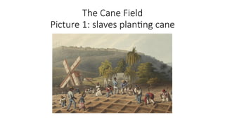 The Cane Field
Picture 1: slaves planting cane
 