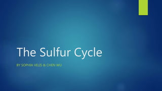 The Sulfur Cycle
BY SOPHIA VELIS & CHEN WU
 