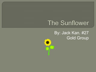 The Sunflower By: Jack Kan. #27  Gold Group 