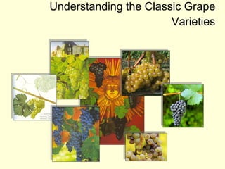 Understanding the Classic Grape Varieties 