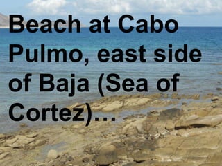 Beach at Cabo
Pulmo, east side
of Baja (Sea of
Cortez)…
 