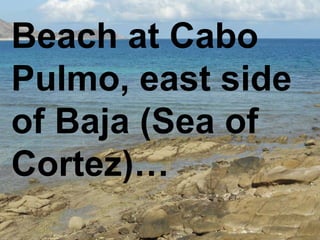 Beach at Cabo Pulmo, east side of Baja (Sea of Cortez)… 