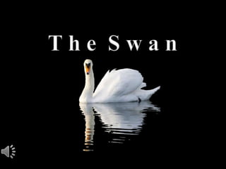 The swan (v.m.)
