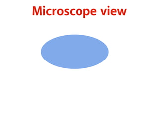 Microscope view 
 
