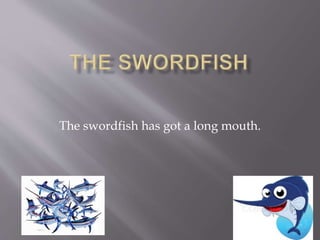 The swordfish has got a long mouth.
 