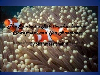 The Symbiotic Relationship between Clownfishes and Sea Anemones By Shahmeer Shahid 