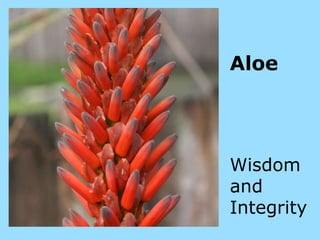 The symbolism of flowers | PPT