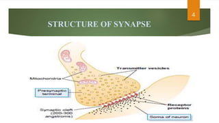 The synapse | PPTX