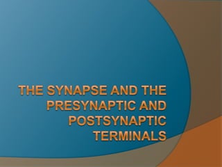 The  Synapse And The  Presynaptic And  Postsynaptic  Terminals