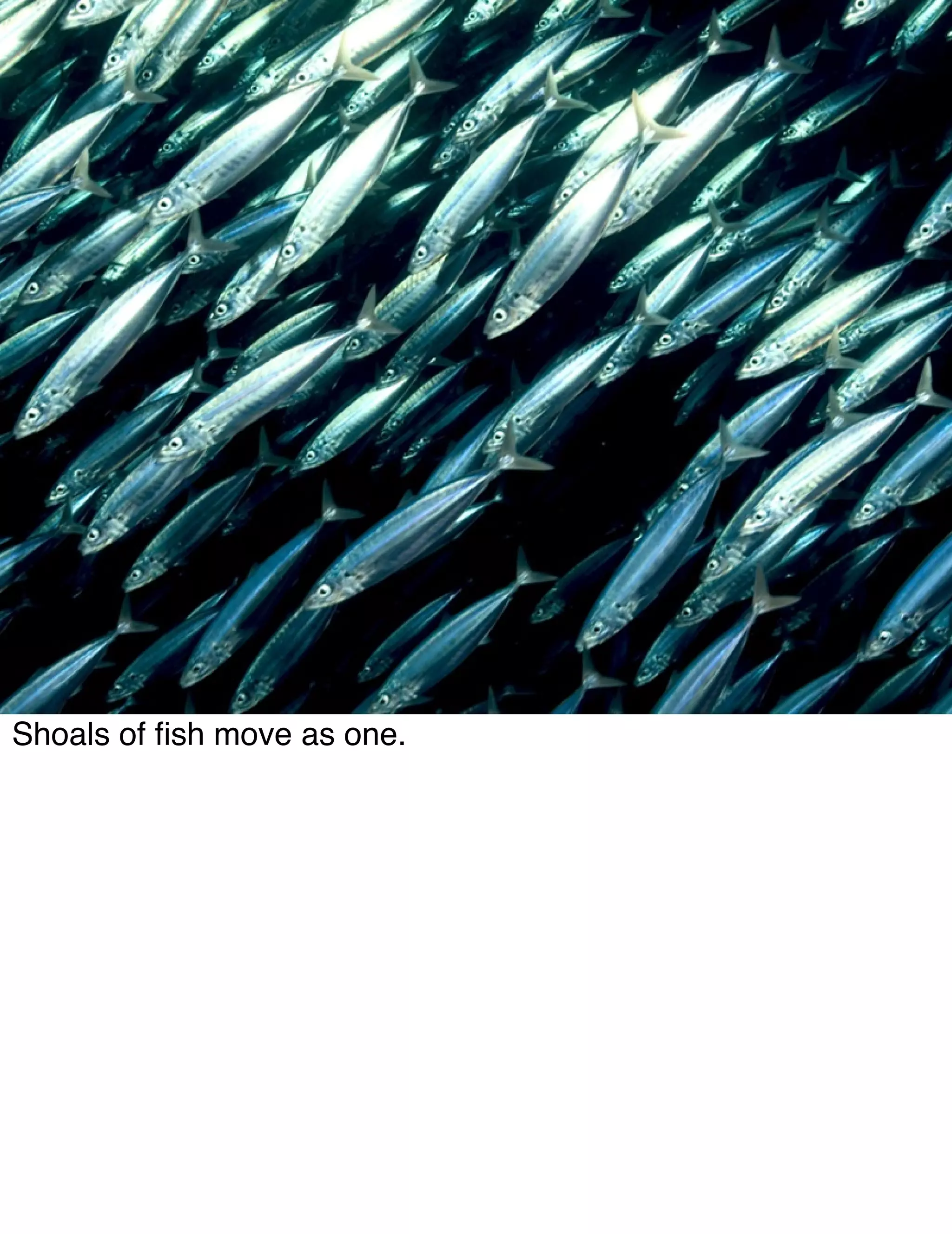 The System Of The World