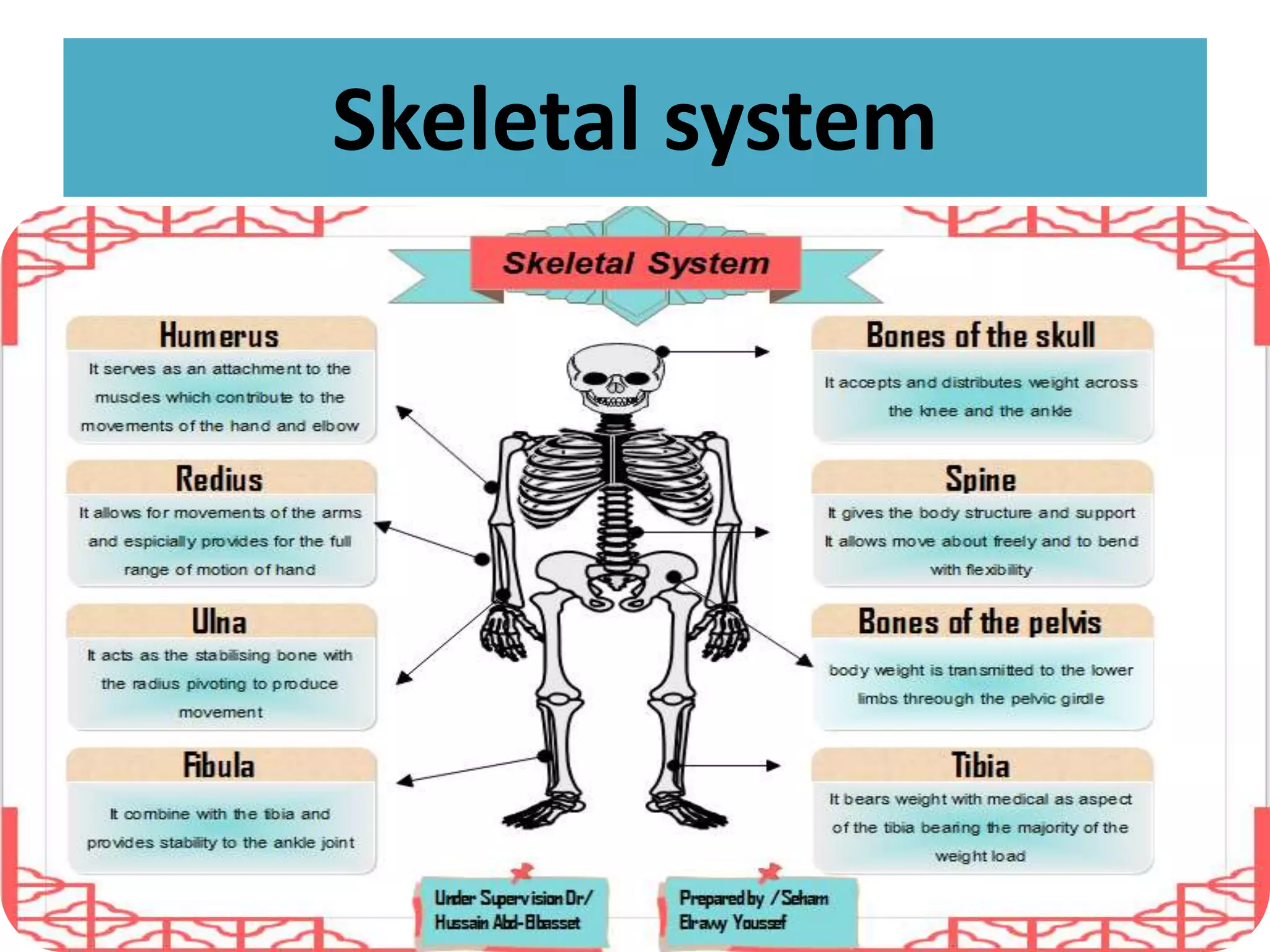The systems of human body | PPTX