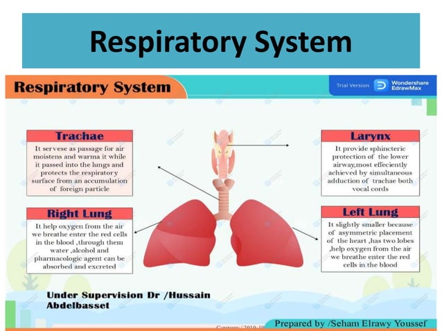 The systems of human body | PPTX | Biological Sciences | Science