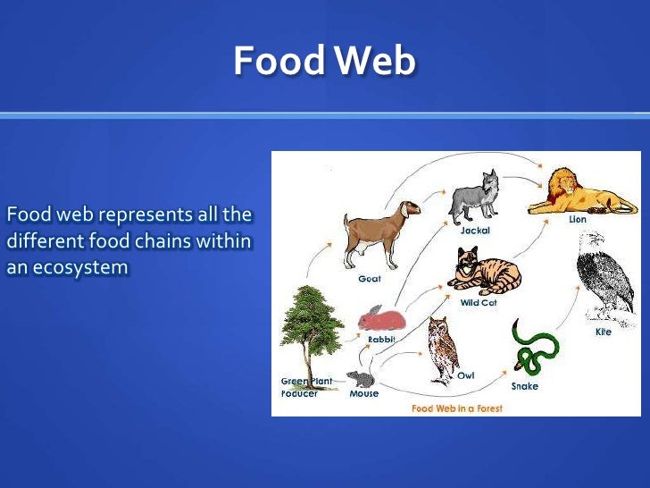 The taiga Biology Diagrams
