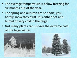 • The average temperature is below freezing for
  six months out of the year.
• The spring and autumn are so short, you
  hardly know they exist. It is either hot and
  humid or very cold in the taiga.
• Not many plants can survive the extreme cold
  of the taiga winter.
 