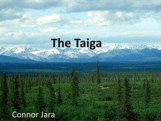 The Taiga




Connor Jara
 