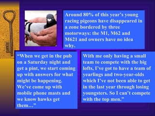 Around 80% of this year’s young
                      racing pigeons have disappeared in
                      a zone bordered by three
                      motorways: the M1, M62 and
                      M621 and owners have no idea
                      why.

“When we get in the pub       With me only having a small
on a Saturday night and       team to compete with the big
get a pint, we start coming   lofts, I’ve got to have a team of
up with answers for what      yearlings and two-year-olds
might be happening.           which I’ve not been able to get
We’ve come up with            in the last year through losing
mobile phone masts and        youngsters. So I can’t compete
we know hawks get             with the top men.”
them…”
 