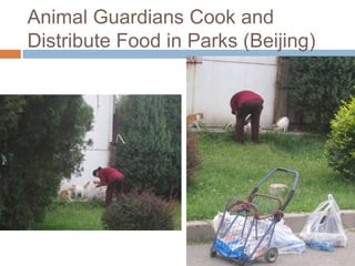 Animal Guardians Cook and Distribute Food in Parks (Beijing)<br />