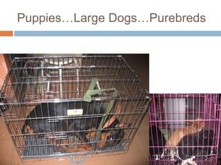 Puppies…Large Dogs…Purebreds<br />