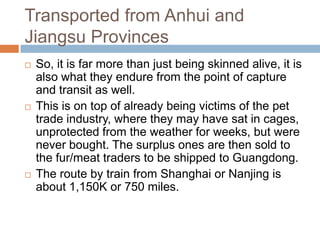 Transported from Anhui and Jiangsu Provinces<br />So, it is far more than just being skinned alive, it is also what they e...