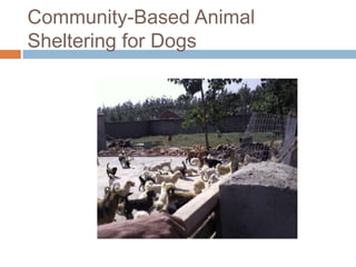 Community-Based Animal Sheltering for Dogs<br />