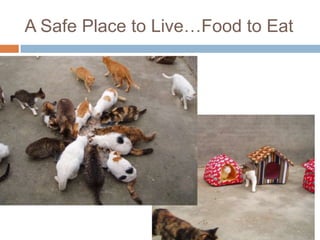 A Safe Place to Live…Food to Eat<br />