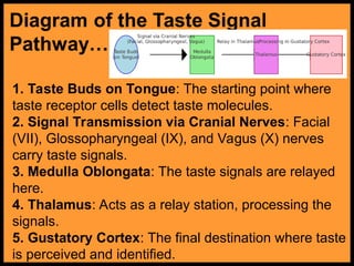 Comprehensive Overview of the Human Taste System and Its Functions | PPT