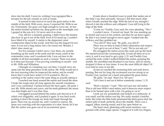 drew into his shell. I went on, wishing I was equipped like a
terrapin for the job, outside as well as inside.
It seemed to take forever to reach the great melon in the
middle of the field. With every, move, I expected Mr. Wills to see
me. Fortunately, the grass was high enough to cover me. At last
the melon loomed up before me, deep green in the moonlight, and
I gasped at the size of it. I'd never seen it so close.
I lay still for a moment, panting. I didn't have the faintest
idea how to get it out of the field. Even if I'd stood up, I couldn't
have lifted it by myself. A melon is the slipperiest, most
cumbersome object in the world. And this was the largest I'd ever
seen. It was not a long melon, but a fat round one. Besides, I
didn't dare stand up.
For five minutes I didn't move. I lay there, my nostrils
breathing up the smell of the earth and the musty smell of the
watermelon vines, and I wondered why I was out here in the
middle of all that moonlight on such a venture. There was more
to it than just bravado. I was proving something to myself - and
to Mr. Wills and Willadean.
I thought of a tempting way out then. I would carve my
name into the deep greenness of the melon. Mr. Wills would see it
the next morning when he inspected the melon, and he would
know that I could have stolen it if I'd wanted to. But no -
crawling to the melon wasn't the same thing as actually taking it.
I reached one hand around the melon and found the stem.
I broke the tough stem off close against the smooth roundness,
and I was committed. I looked toward the barn again. All quiet. I
saw Mr. Wills stretch and yawn, and his teeth glistened; the moon
was that bright and I was that close.
I struggled around behind the melon and shoved at it. It
rolled over sluggishly, and I pushed it again. It was hard work,
pushing it down the trough my body had made through the
grass. Dust rose up around me, and I wanted to sneeze. My
spine was crawling with the expectation of a shot. Surely he’d see
that the melon was gone out of its accustomed space.
It took about a hundred years to push that melon out of
the field. I say that advisedly, because I felt that much older
when I finally reached the edge. With the last of my strength I
shoved it into the willows and collapsed. I was still lying in the
edge of the field.
“Come on," Freddy, Gray said, his voice pleading. “He's-"
I couldn't move - I turned my head. He was standing up
to stretch and yawn to his content, and then he sat down again.
By then I was rested enough to move again. I snaked into the
willows, and they grabbed me.
“You did it!" they said. "By golly, you did it!"
There was no time to bask in their admiration and respect.
"Let's get it on out of here," I said. "We're not safe yet."
We struggled the melon across the creek and up the bank.
We started toward the swimming hole. It took all three of us to
carry it, and it was hard to get a grip. J. D. and Freddy Gray
carried the ends, while I walked behind the melon, grasping the
middle. We stumbled and thrashed in our hurry, and we nearly,
dropped it three or four times. It was the most difficult object I'd
ever tried to carry in my life.
At last we reached the swimming bole and sank down,
panting. But not for long; the excitement was too strong in us.
Freddy Gray reached out a hand and patted the great melon.
"By golly," he said, "there it is. All ours."
"Let's bust it and eat it before somebody comes," J. D.
said.
"Wait a minute," I said. "This isn't just any old melon.
This is old man Wills's seed melon, and it deserves more respect
than to be busted open with a fist. I'm going to cut it."
I took out my pocketknife and looked at it dubiously. It
was small, and the melon was big. We really needed a butcher
knife. But when the little knife penetrated the thick green rind, the
melon split of itself, perfectly down the middle. There was a
ragged, silken, tearing sound, and it lay open before us.
The heart meat, glistening with sweet moisture, was
grained with white sugar specks. I tugged at it with two fingers,
 