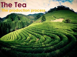 The Tea
The production process
 