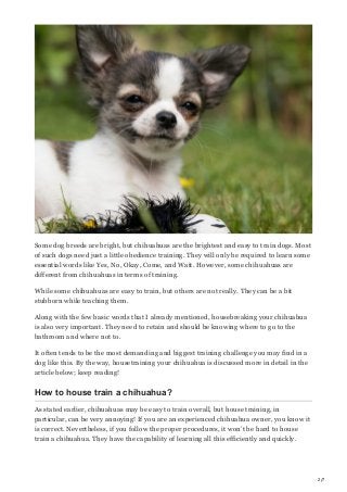 How To House Train A Chihuahua