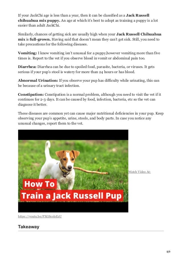 Jack Russell Cross Chihuahua Health Problems Jack Russell Cross Chihuahua Health Problems