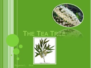         The Tea Tree Reganne L.    Blue 