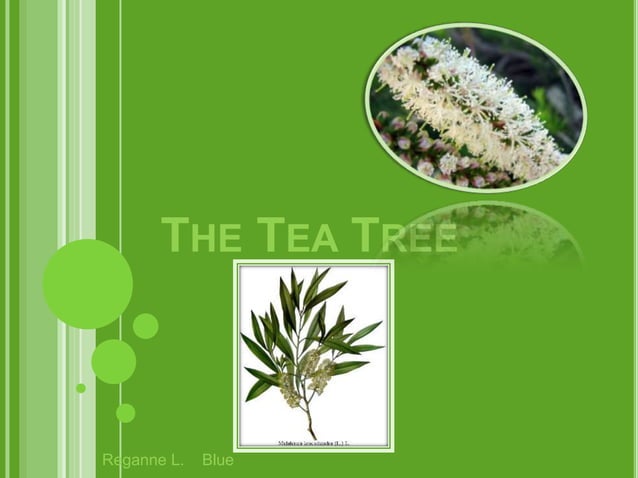 The tea tree by reganne lively | PPT