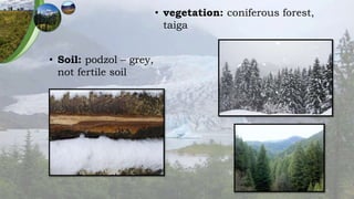 • vegetation: coniferous forest,
taiga
• Soil: podzol – grey,
not fertile soil
 